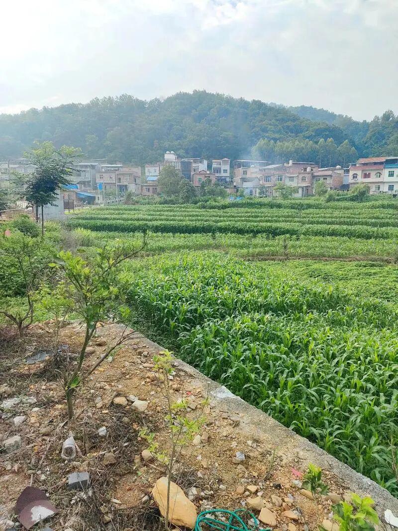 开云体育网址-下一代都不回农村，还有必要回老家建房吗？说回农村建房人傻的，才是真不懂